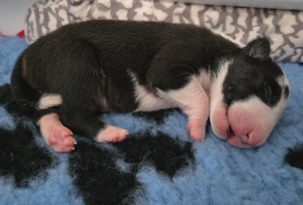 The Rumblings Of Valhalla - Chiots disponibles - Bull Terrier